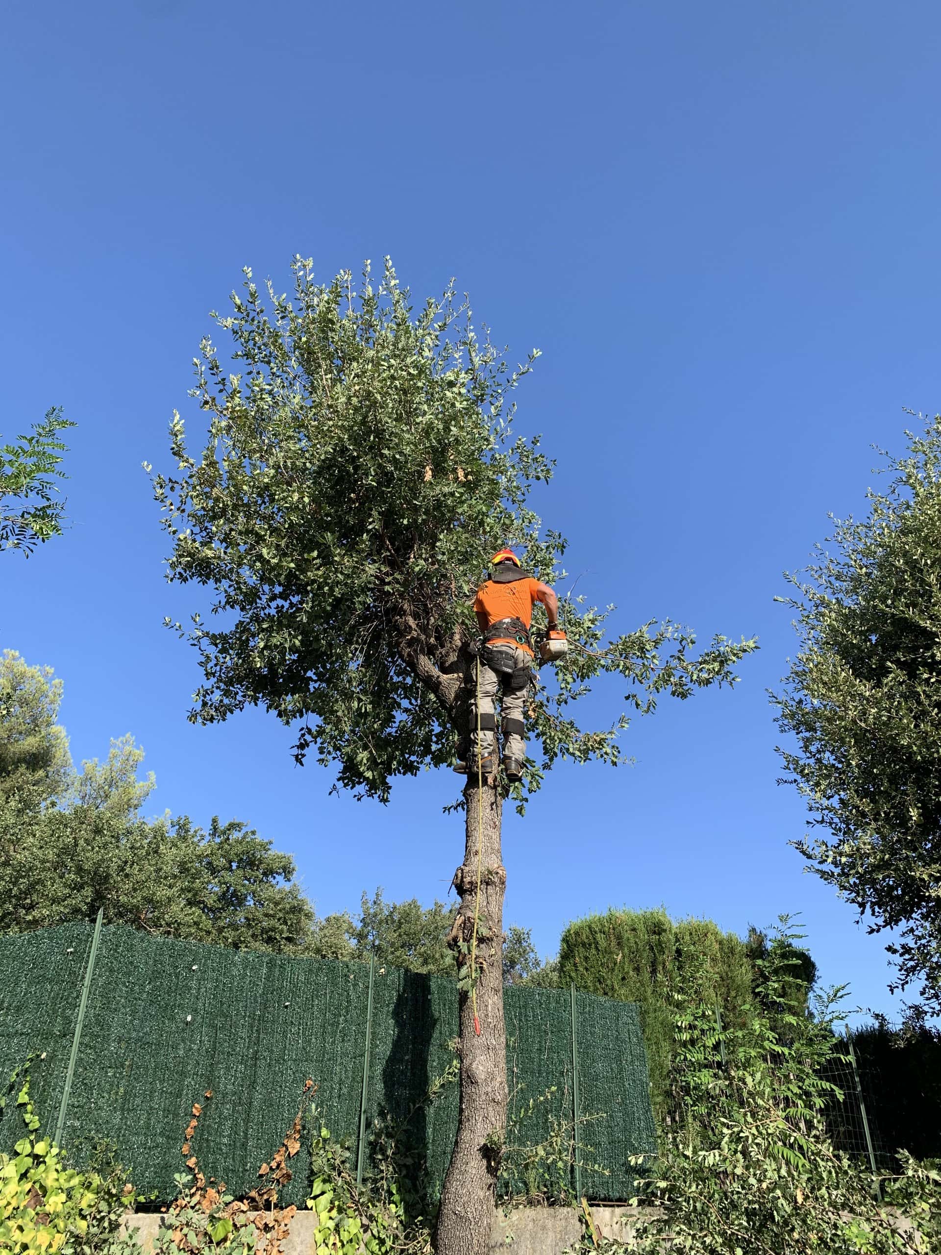 Élagueur en intervention sur un arbre, Côte d'Azur