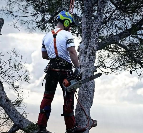 Jimmy Sahm, fondateur de Sud Est Paysage, en cours d'élagage dans un pin, harnaché et tronçonneuse à la main